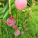 WhatsApp Image 2025-10-09 at 22.20.41_a3391eee