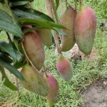 WhatsApp Image 2025-10-09 at 22.20.42_65db7d9c