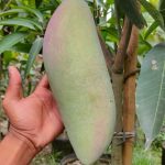 WhatsApp Image 2025-10-09 at 22.20.43_9569b8d4