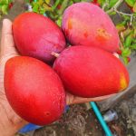 WhatsApp Image 2025-10-09 at 22.20.43_bdaacc7f